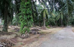 Sepang, Selangor, Sepang, Selangor 0