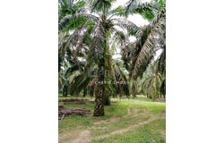Larut Matang, Perak 34100