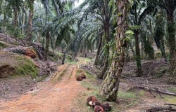 Kuala Kangsar, Perak 31100