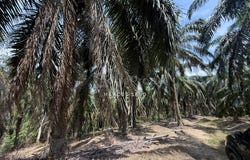 Kuala Kangsar, Perak 31100