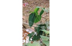 Hilir Perak, Perak 35800