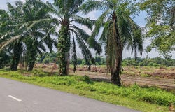 Off Jalan Keretapi lama, Kuala Selangor, Selangor 45800
