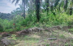 Sega, Pahang