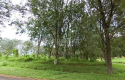 43500 Semenyih, Selangor, Semenyih, Selangor 43500