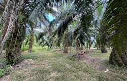 Kuala Kangsar, Perak 31100