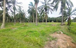 Banting, Selangor 42700