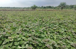 Telok Panglima Garang, Selangor 42500