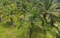 Kuala Kangsar, Perak 31100