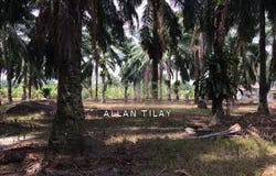 Manjung, Perak 32000