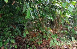 Jalan seroja, Sungai Buloh, Selangor 47000