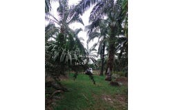 Banting, Selangor 42700