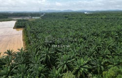 Bedong, Kedah 8100