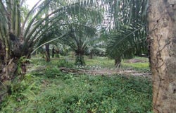 Banting, Selangor 42700