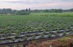 41200 Klang, Selangor, Klang, Selangor 41200