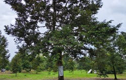 Pontian, Johor 81500