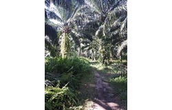 Banting, Selangor 42700