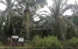 Kuala Kangsar, Perak 31100