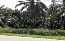 Pekan Nanas, Johor 81500