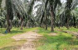 Bedong, Kedah 8100