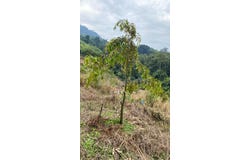 Bentong, Pahang