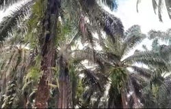 Tawau, Sabah 0