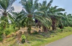 Jalan Keretapi Lama, Kuala Selangor, Selangor 45800