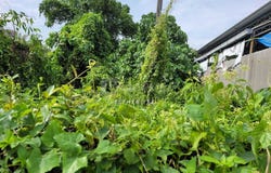 Ampang, Selangor 68000