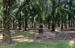 Batu Gajah, Perak 31550