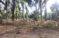 Banting, Selangor 42700