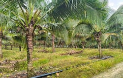 Kluang, Johor 86200