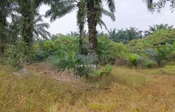 Kuala Selangor, Selangor 45800