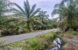 Pontian, Pontian, Johor 82000