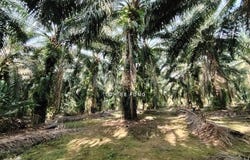 Kangkar Pulai, Johor 81300