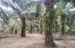 Siputeh, Batu Gajah, Perak 31550