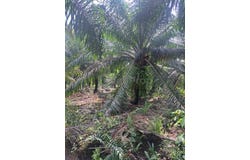 Jenjarom, Selangor 42600