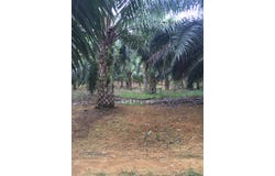 Kuala Selangor, Selangor 45600