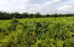 Banting, Selangor 42700