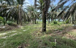 Beruas, Perak 32700