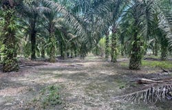 Jalan Ulu Pulai, Pekan Nanas, Johor 81500
