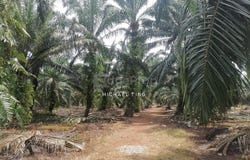 Pontian, Johor 82300