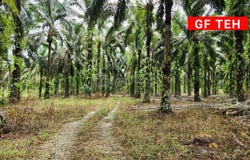 Larut Matang, Perak 34500