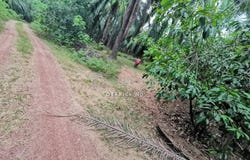 Kuala Muda, Kedah 08300