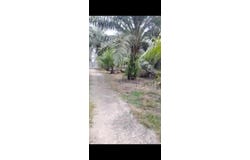 Banting, Selangor 42700