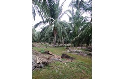 Banting, Selangor 42700