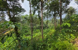 Bentong, Pahang 28700