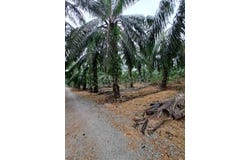 Banting, Selangor 42700
