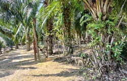 Parit, Perak 32800