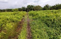 Banting, Selangor 42700