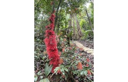 Janda Baik Tanarimba , Bentong, Pahang 28750