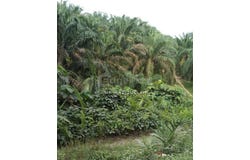 Kuala Kubu Baru, Selangor 44000